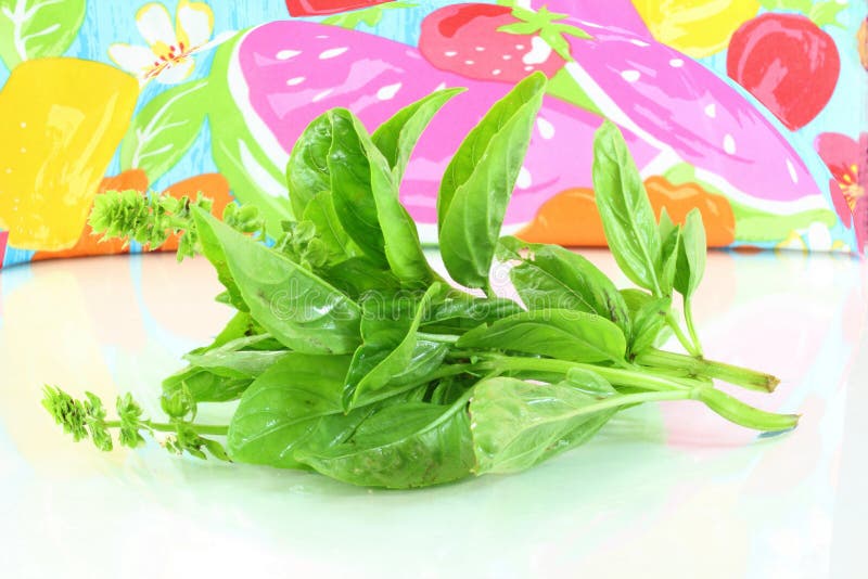 Basil Herb fresh stock image. Image of ayurveda, curry 36176377