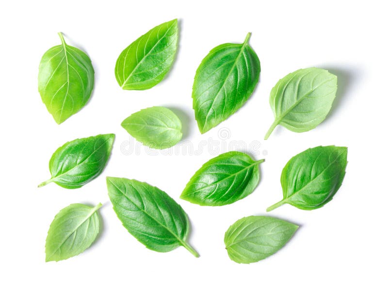 Basil herb leaves stock image. Image of organic, herb 265200251