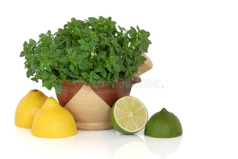 Basil Herb with Lemon and Lime Fruit Stock Photo Image of basil, diet