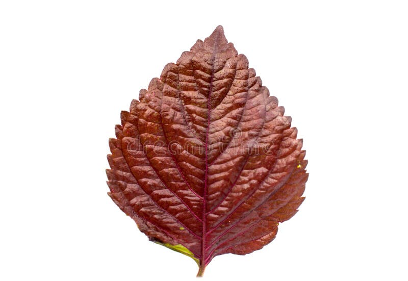 Basil Herb Spice Leaf Isolated Stock Image Image of leaf, medicine