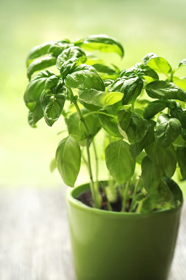 Basil herbs stock photo. Image of choice, apothecary 63336124
