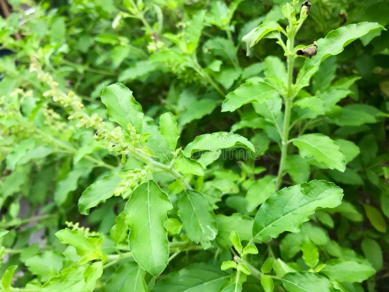 Basil or Holy Basil or Thai Basil or Ocimum or Sweet Basil Also Called