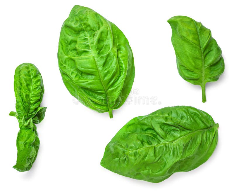 Basil Isolated. Basil Leaf on White Background. Basil Leaves Basic