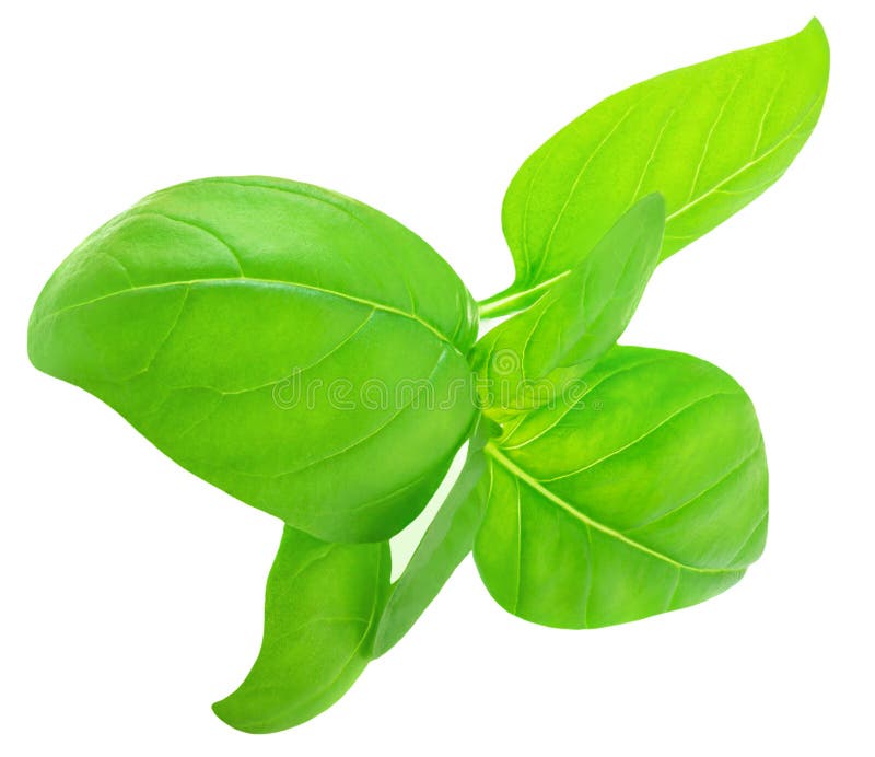 Basil Isolated. Basil Leaf on White Background. Basil Leaves Basic Ingredient for Pesto Sauce