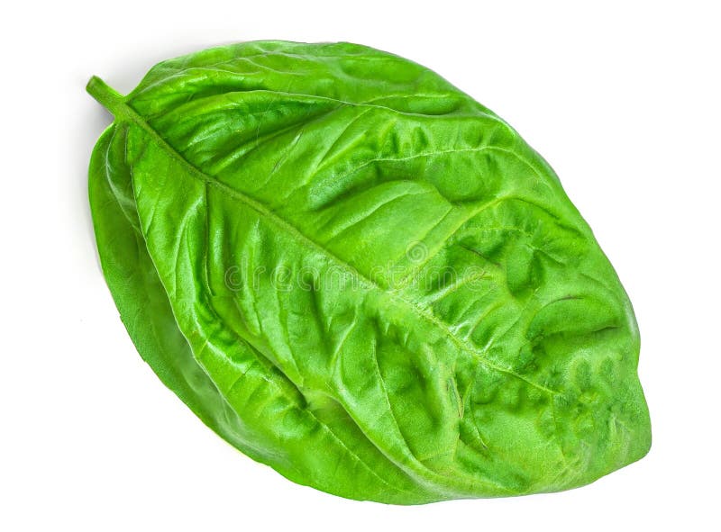 Basil Isolated. Basil Leaf on White Background. Basil Leaves Basic Ingredient for Pesto Sauce
