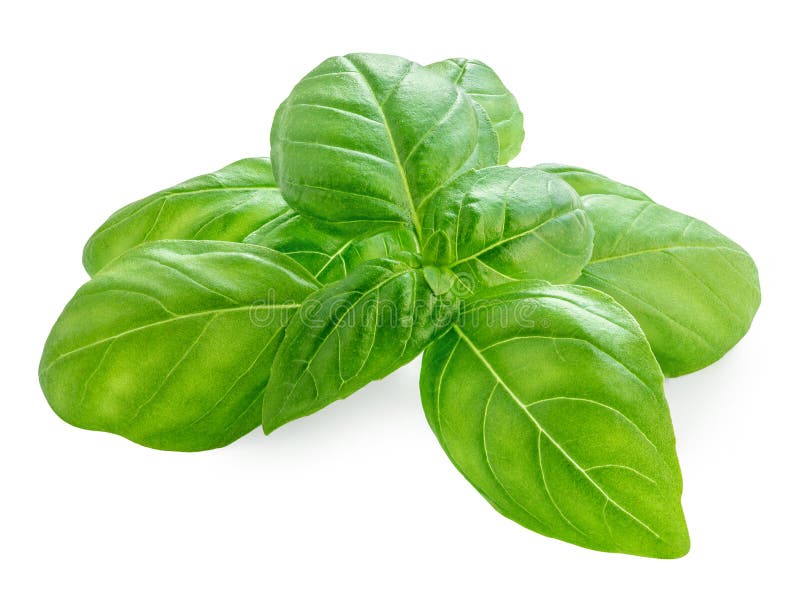 Basil isolerad. Fresh Basil leavesnbsp på vit bakgrund. Livsmedelsingrediens för basiska örter. Paketdesignelement royaltyfri foto
