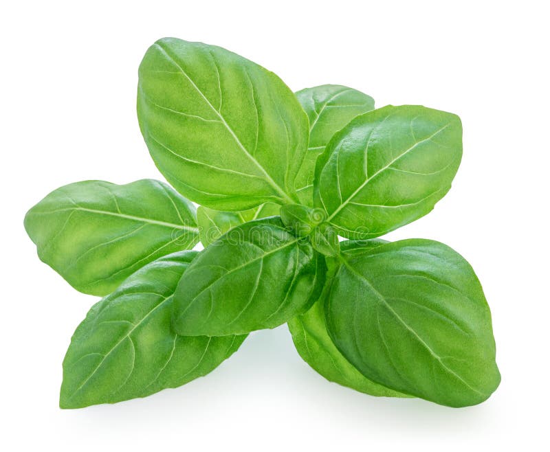 Basil isolerad. Fresh Basil leavesnbsp på vit bakgrund. Livsmedelsingrediens för basiska örter. Paketdesignelement royaltyfri bild