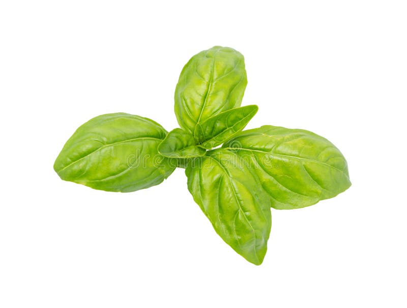 Basil isolerad. Gröna basblad. Basil leaf. Färsk grön bas lämnar isolerade på vit bakgrund