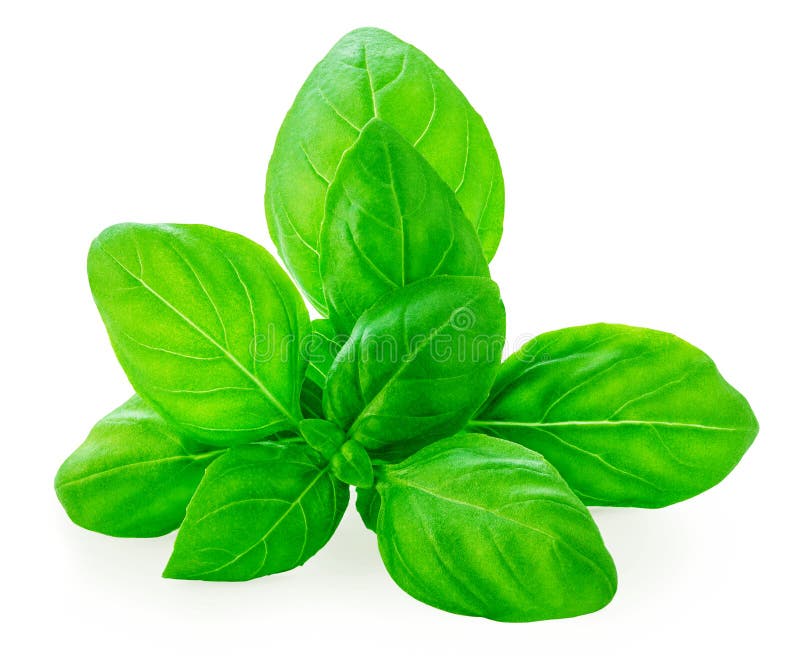 Basil isolerad på vit. Söt Basil leavesnbsp nära. Livsmedelsingrediens för basiska örter. Paketdesignelement arkivbild