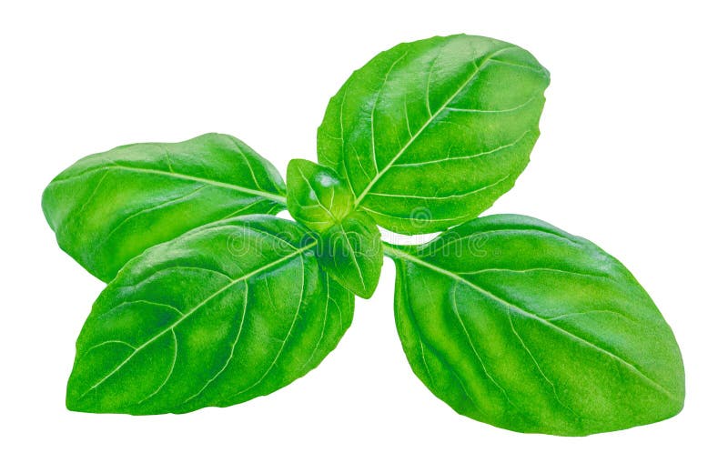 Basil isolerad på vit. Söt Basil leavesnbsp nära. Livsmedelsingrediens för basiska örter. Paketdesignelement royaltyfria foton