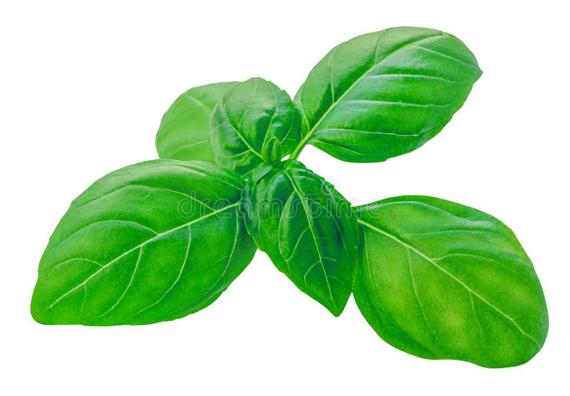 Basil isolerad på vit. Söt Basil leavesnbsp nära. Livsmedelsingrediens för basiska örter. Paketdesignelement arkivbilder