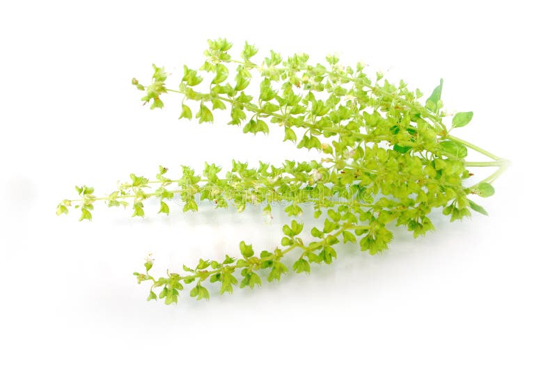 Basil Leaf. Basilikumblatt auf wei? em Hintergrund Mit Beschneidungspfad