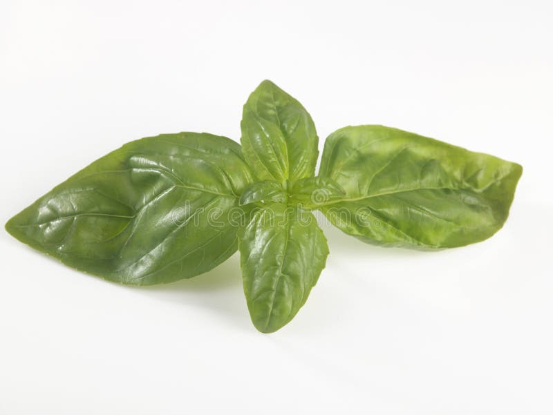 Basil leaf stock photo. Image of fresh, nutrition, food 84502128