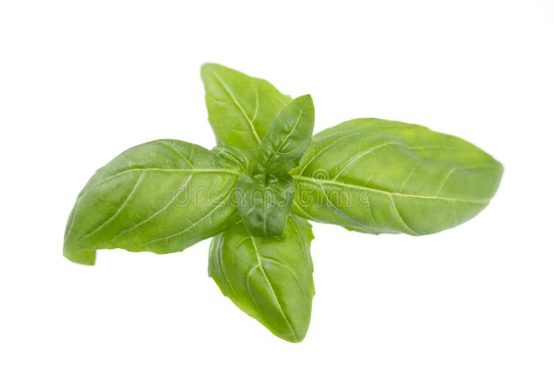 Basil Leaf Isolated on White Background, Close Up. Fresh Basil Herb
