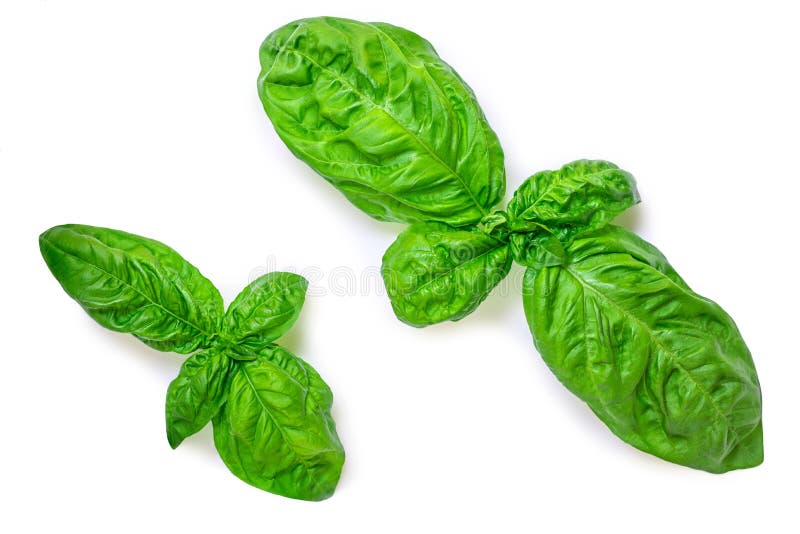 Basil Leaf Isolated on White Background. Basil Leaves Basic Ingredient for Pesto Sauce. Top View