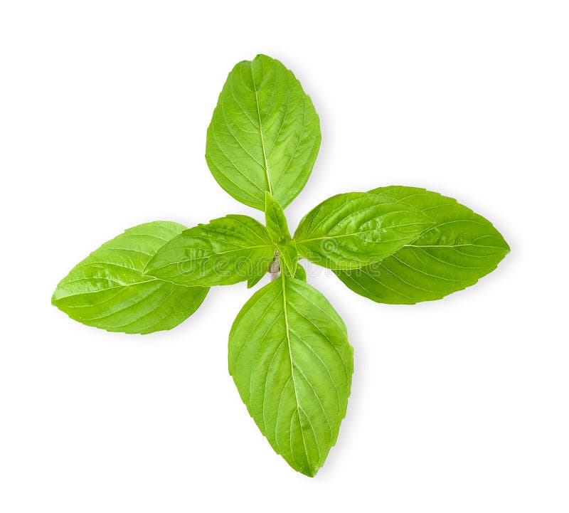 Basil Leaf Isolated on White Clipping Path Stock Image Image of white