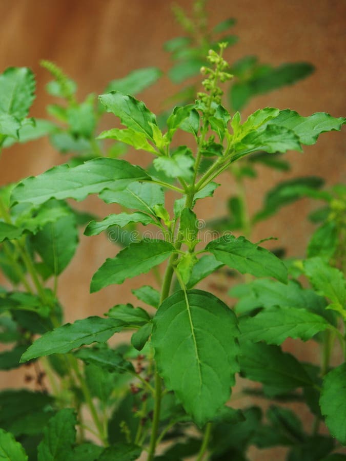 Basil Flower Leaf and Tree Blooming Stock Photo Image of food