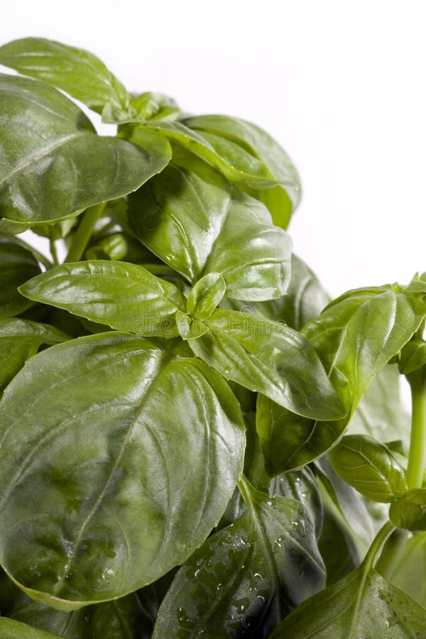Basil Leaves stock image. Image of stem, herb, flavor 65760617