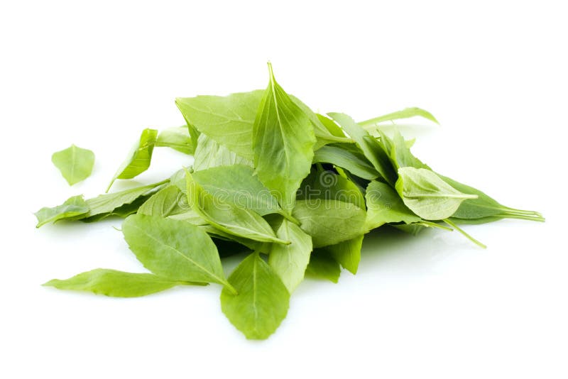 Basil leaves stock photo