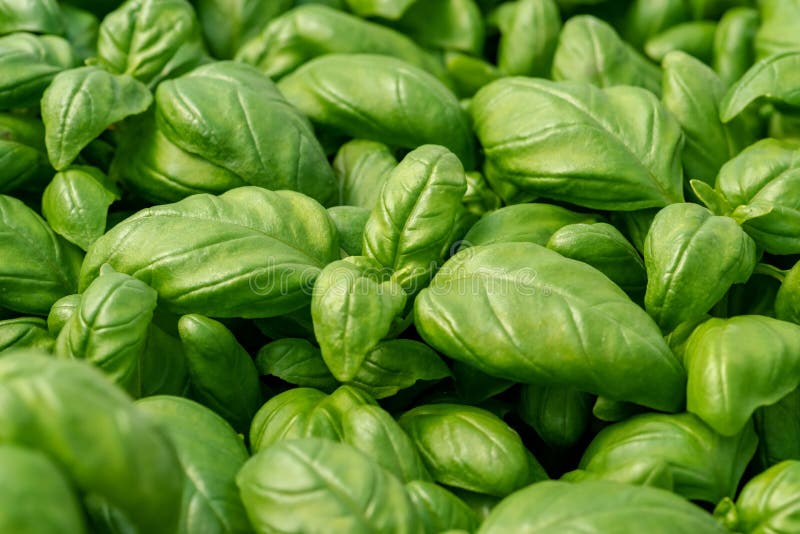 Basil Leaves As Natural Food Background Stock Image Image of garden