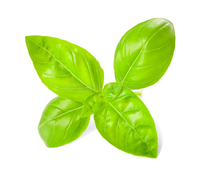 Basil leaves stock photo. Image of herb, botany, aroma 31417372