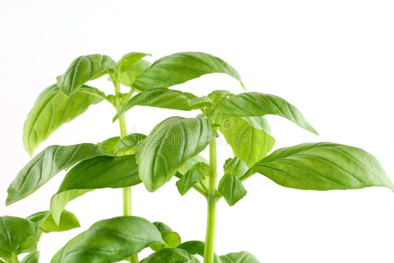 Basil Leaves Grow in a Flower Pot Stock Image Image of spice, herb