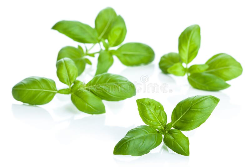 Basil leaves isolated stock photo Basil leaves isolated stock photo