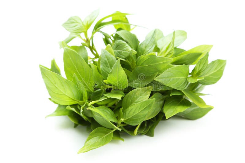 Basil leaves stock image. Image of nutrition, leaves 54225117