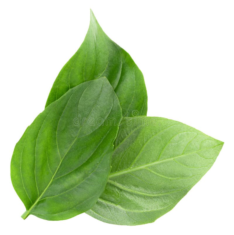 Basil Leaves Isolated on White Background with Clipping Path Stock