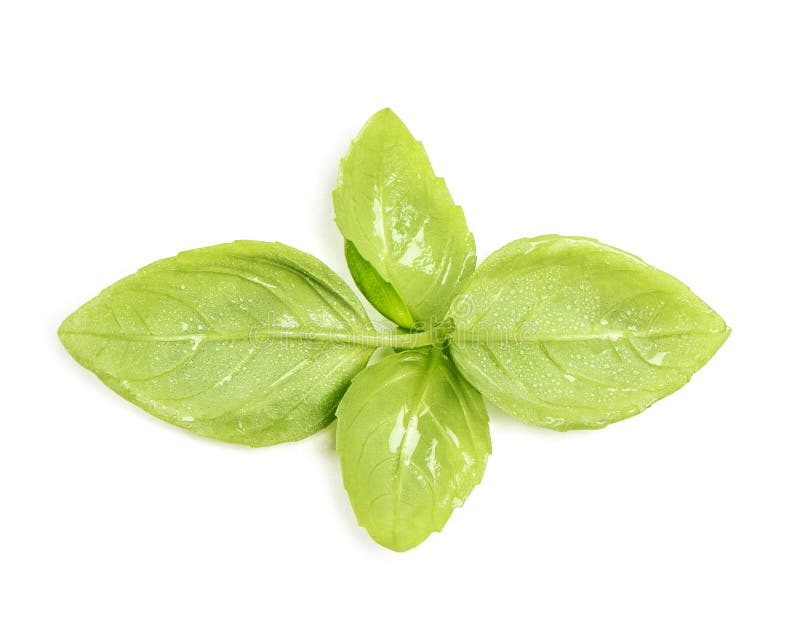 Basil Leaves Isolated White Background Fresh Herb Water Drops Stock