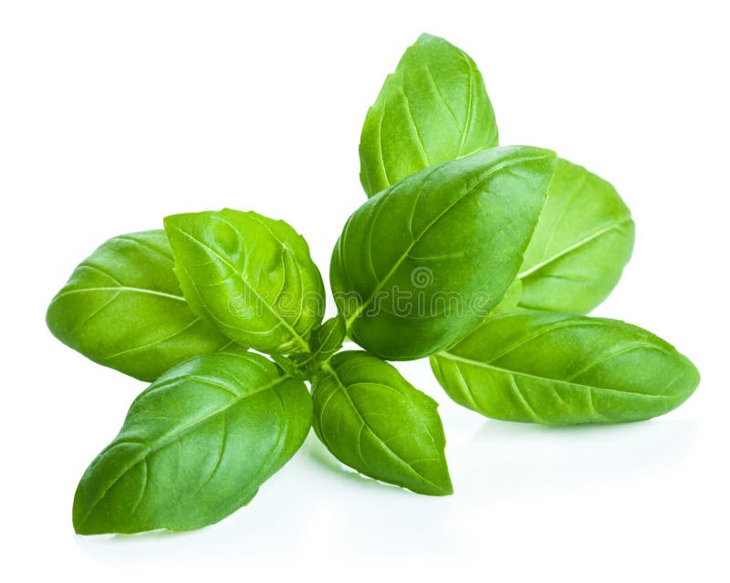 Basil leaves