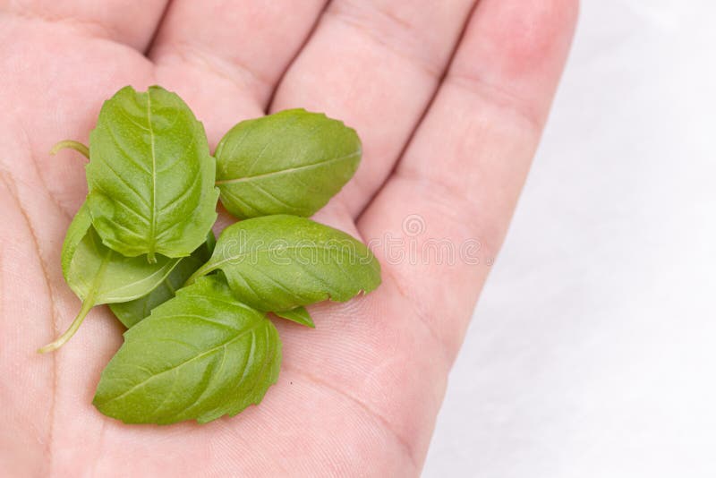 Basil Leaves on the Palm of the Hand Stock Image Image of fresh