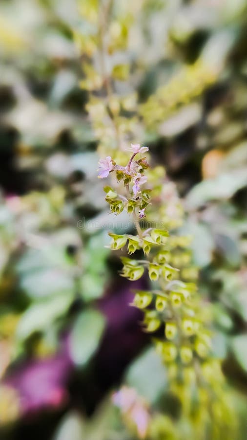 Basil Plant Green Basil Plant Indian Tulsi Plant Stock Photo Image of