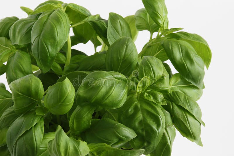 Basil seedlings stock photo. Image of tiny, growth, dicot 11767380