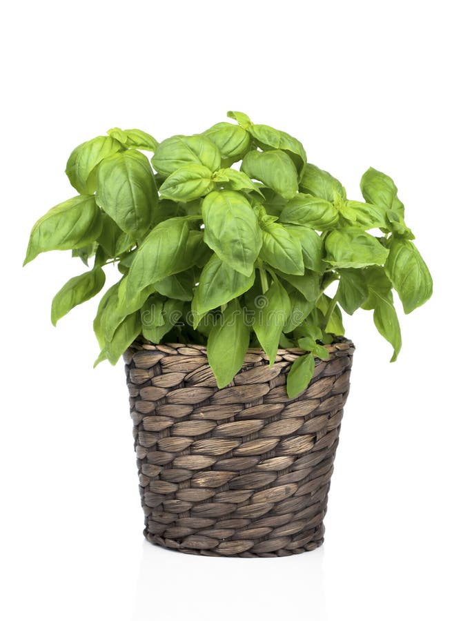 Natural Plant Food For Basil Natural Plant Food For Basil