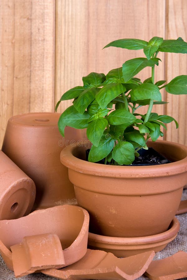 Basil Plant in Terracotta Pot Stock Image Image of horticulture