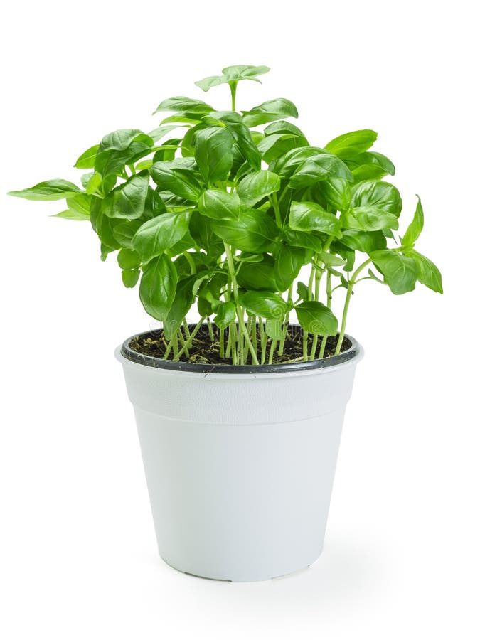 Basil plant in white pot stock image. Image of green 114703035