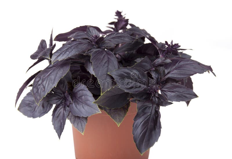 Basil purple in a pot stock image. Image of fresh, growing 97814899