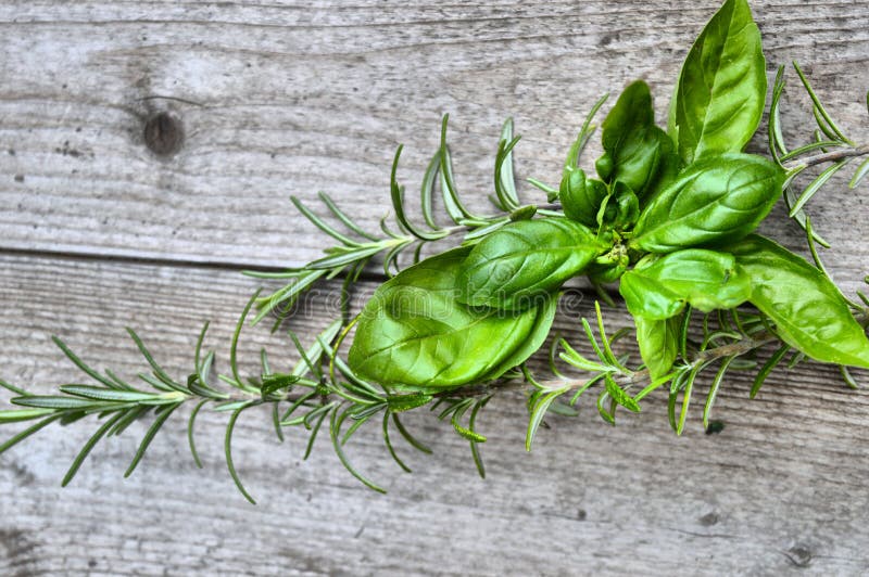 Basil, Rosemary, Herb Seedling, Kitchen Garden, Stock Photo Image of