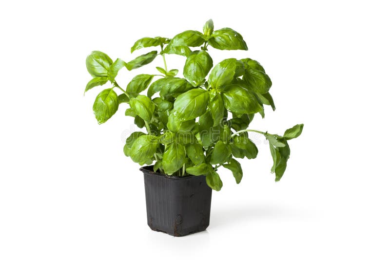 Basil roślina