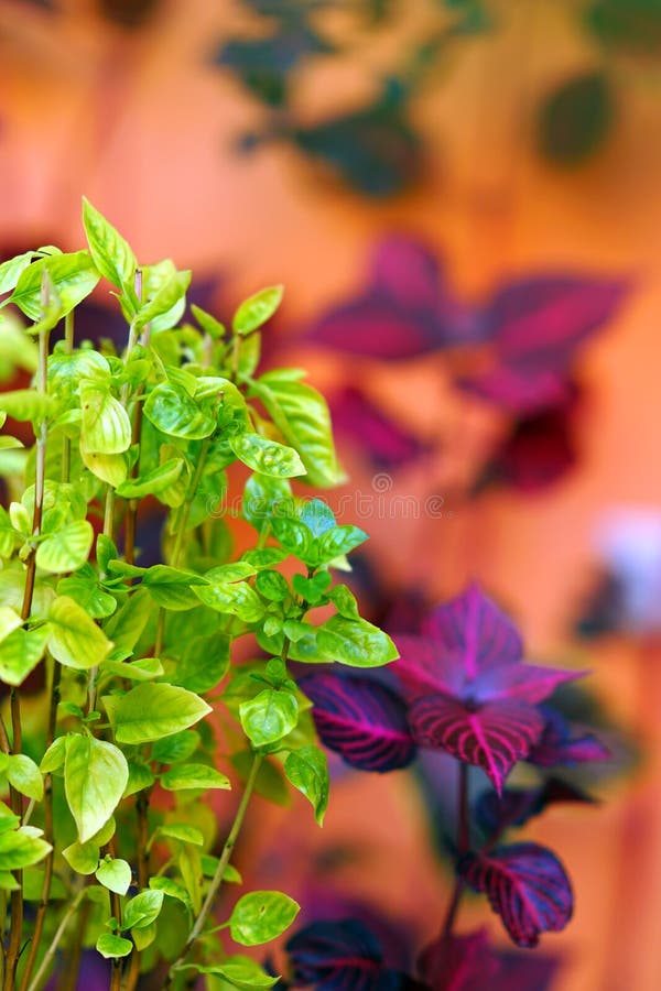 basil seedlings clump together basil seedlings clump together