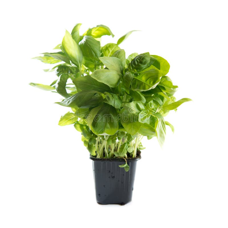 306 Sweet Basil Sprout Stock Photos Free & RoyaltyFree Stock Photos