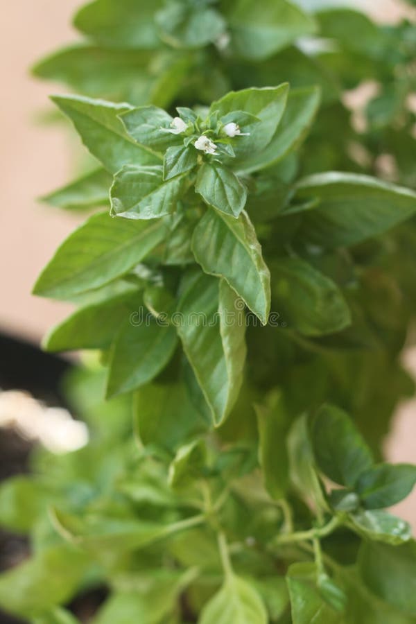 Basil sweet 0473 stock image. Image of blossom, bright 191445101