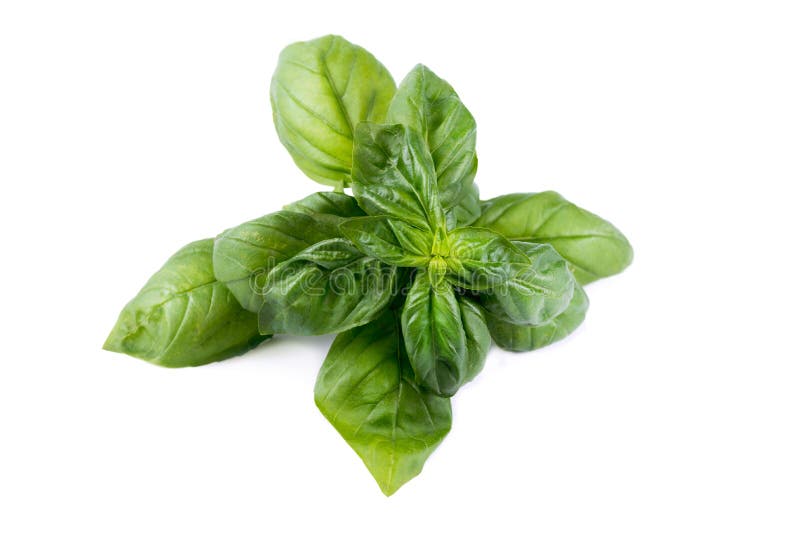 White basil flowers stock image. Image of detail, flavouring 98904515