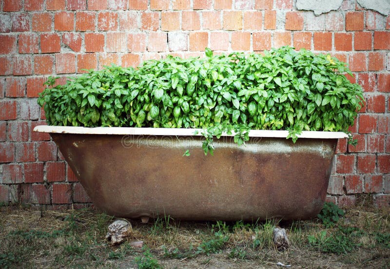 Basilic à l'intérieur d'un bain image stock Basilic à l'intérieur d'un bain image stock