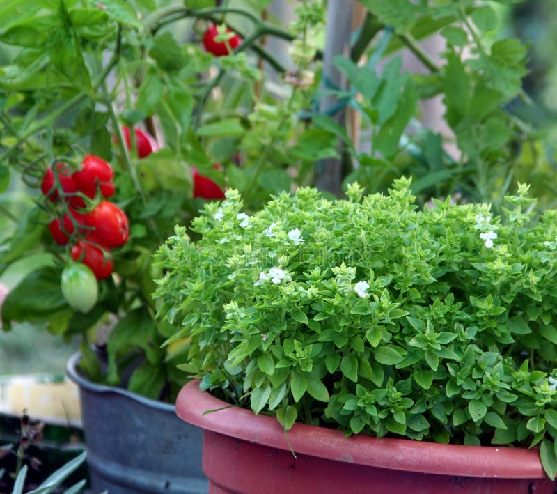 Basilico e pomodoro di giardinaggio del contenitore