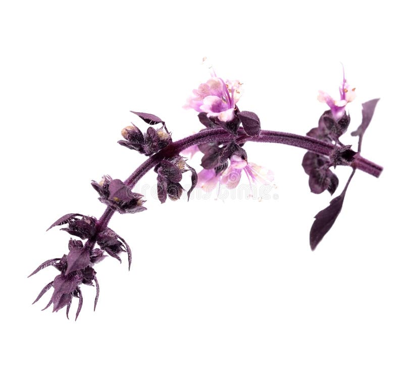 Semi Di Basilico Viola Aromatico - Pianta Decorativa E Da Cucina - Confezione Da 30cm - Foto 10