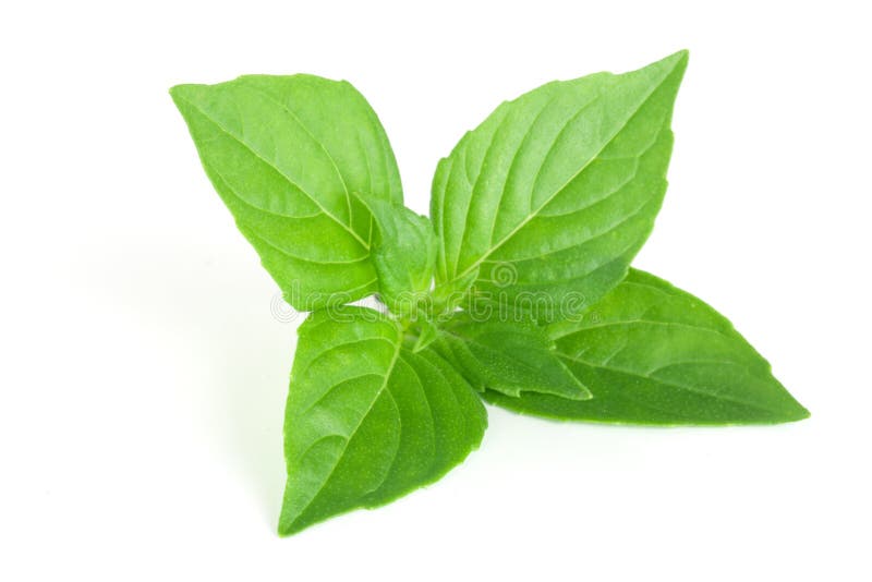 Basilu ziele liście odizolowywający na białym tła zbliżeniu