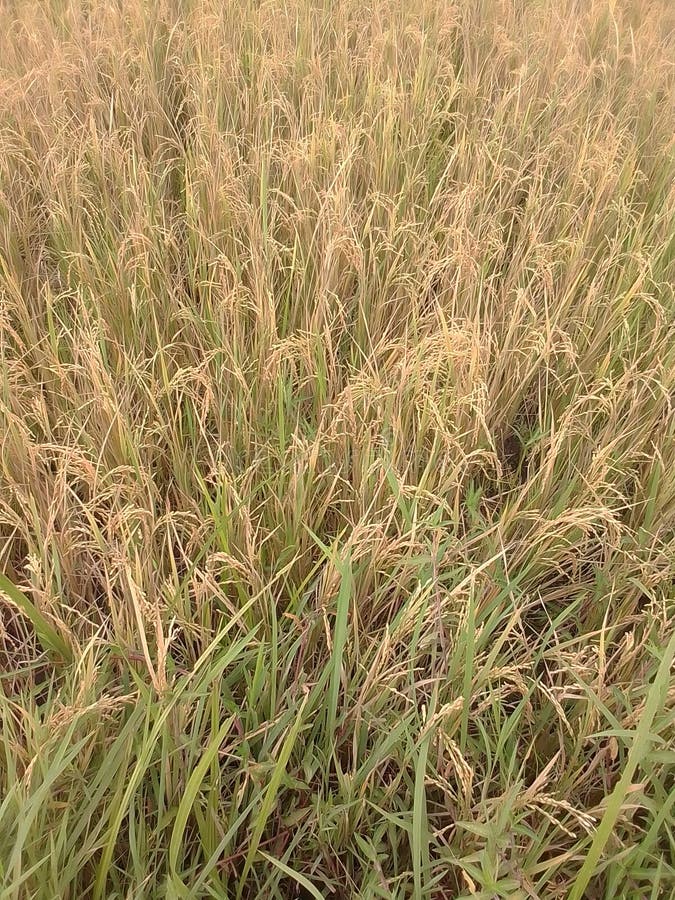 Basimt blue. Rice ready stock images