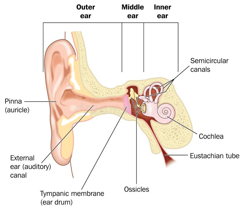 Basisanatomie van het oor